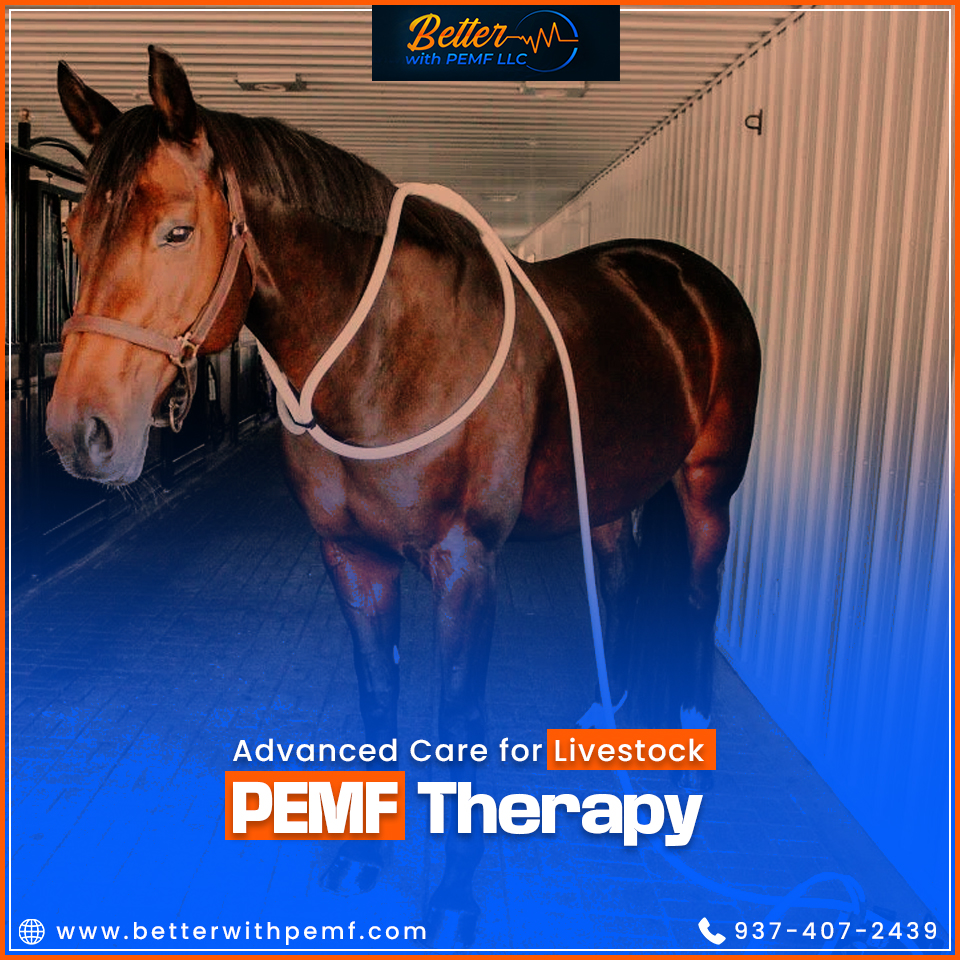 BetterWithPEMF's tweet photo. Enhance recovery and wellness for your livestock with drug-free PEMF treatments. Contact us today to book!
.
.

#pemftherapy #naturalhealing #PainReliefSolutions #drugfreewellness #holistichealthcare #animalhealing #EquineWellness #humanandpettherapy #PEMFPractitioners https://t.co/Vdk19RZGI8