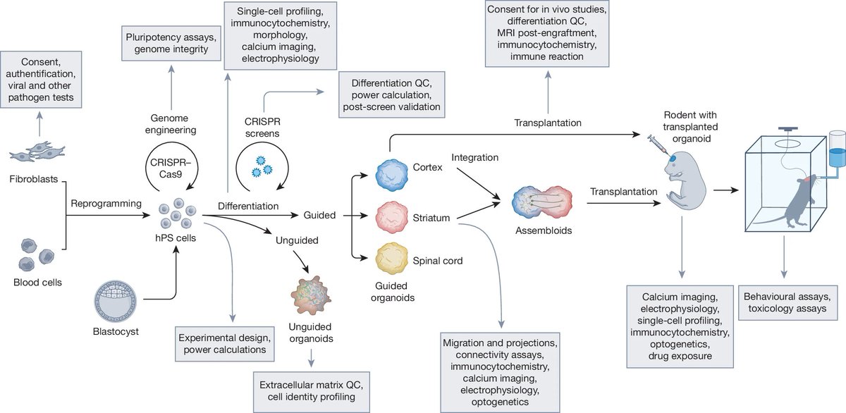 Following an initial effort (nature.com/articles/s4158…) to reach consensus and clarify nomenclature for the field, we gathered a larger group of international researchers and, for over a year, we worked to outline an experimental framework that can apply to neural #organoids and