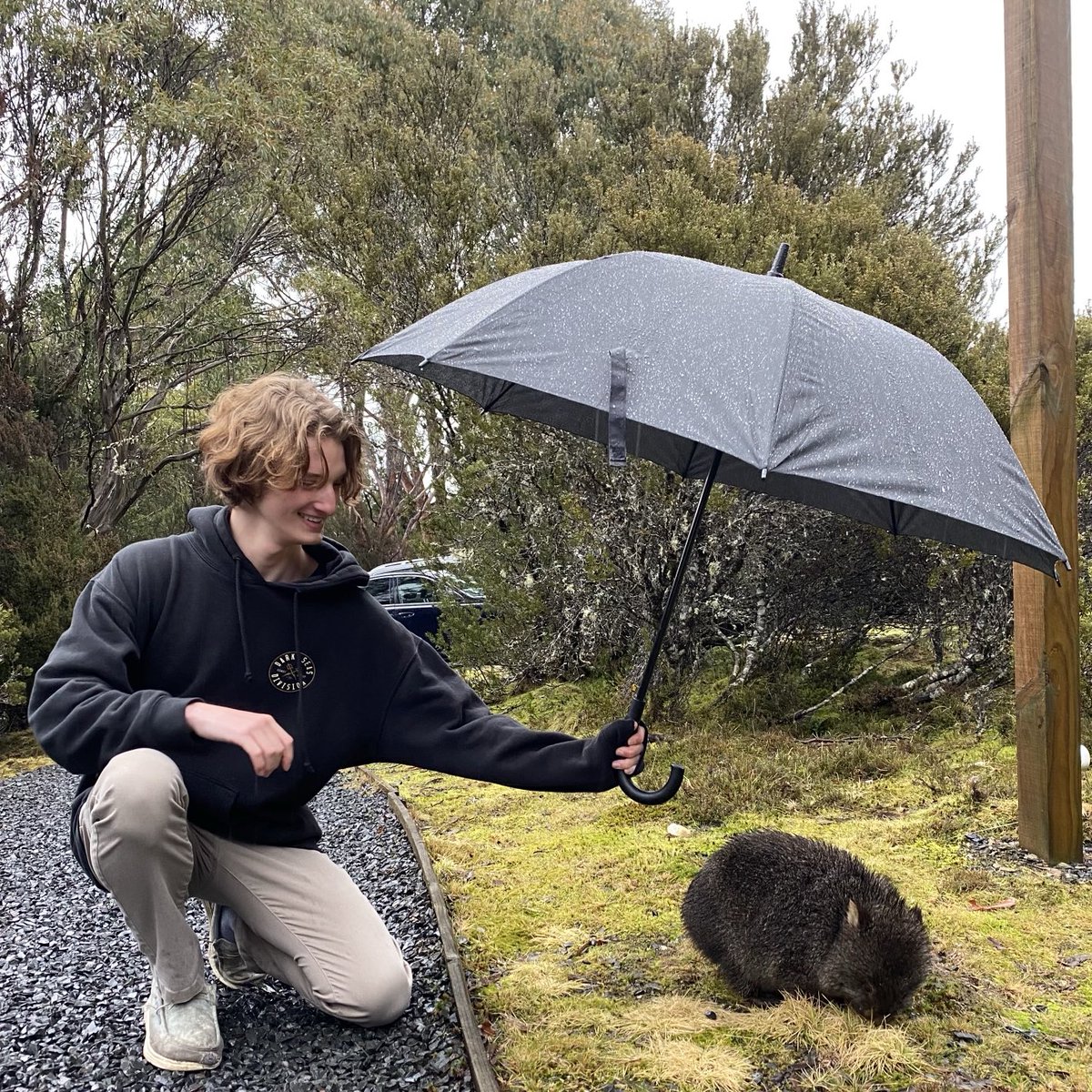 sweeetcyanide's tweet image. How to correctly treat a wombat