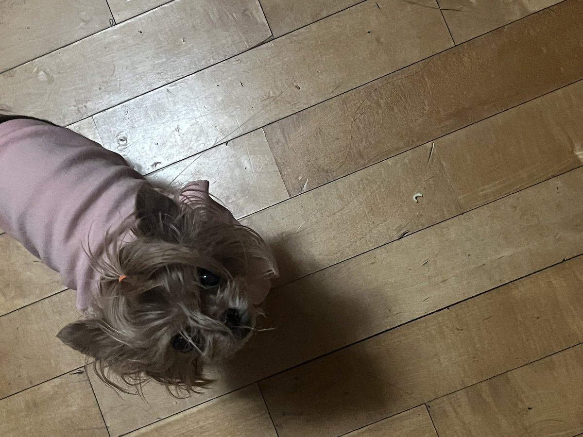 CHuNsDAY's tweet photo. 아씨 깜짝아 자다 인나서 화장실 가려는데
자다 인나서 화장실 가던 개 마주침 https://t.co/YjWmFxLItv