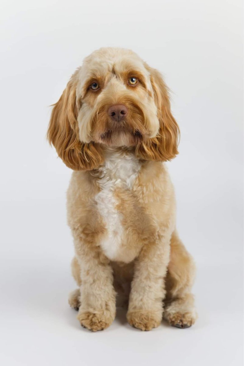 ISLA COCKAPOO IS STILL MISSING
Everything is being done to get her home
Cameras &amp; food stations are still out where she went missing near Durris, Aberdeenshire, Scotland. It is possible that she was picked up &amp; kept which is theft. 
THERE IS A FINDER'S FEE OFFERED
#stolendoghour