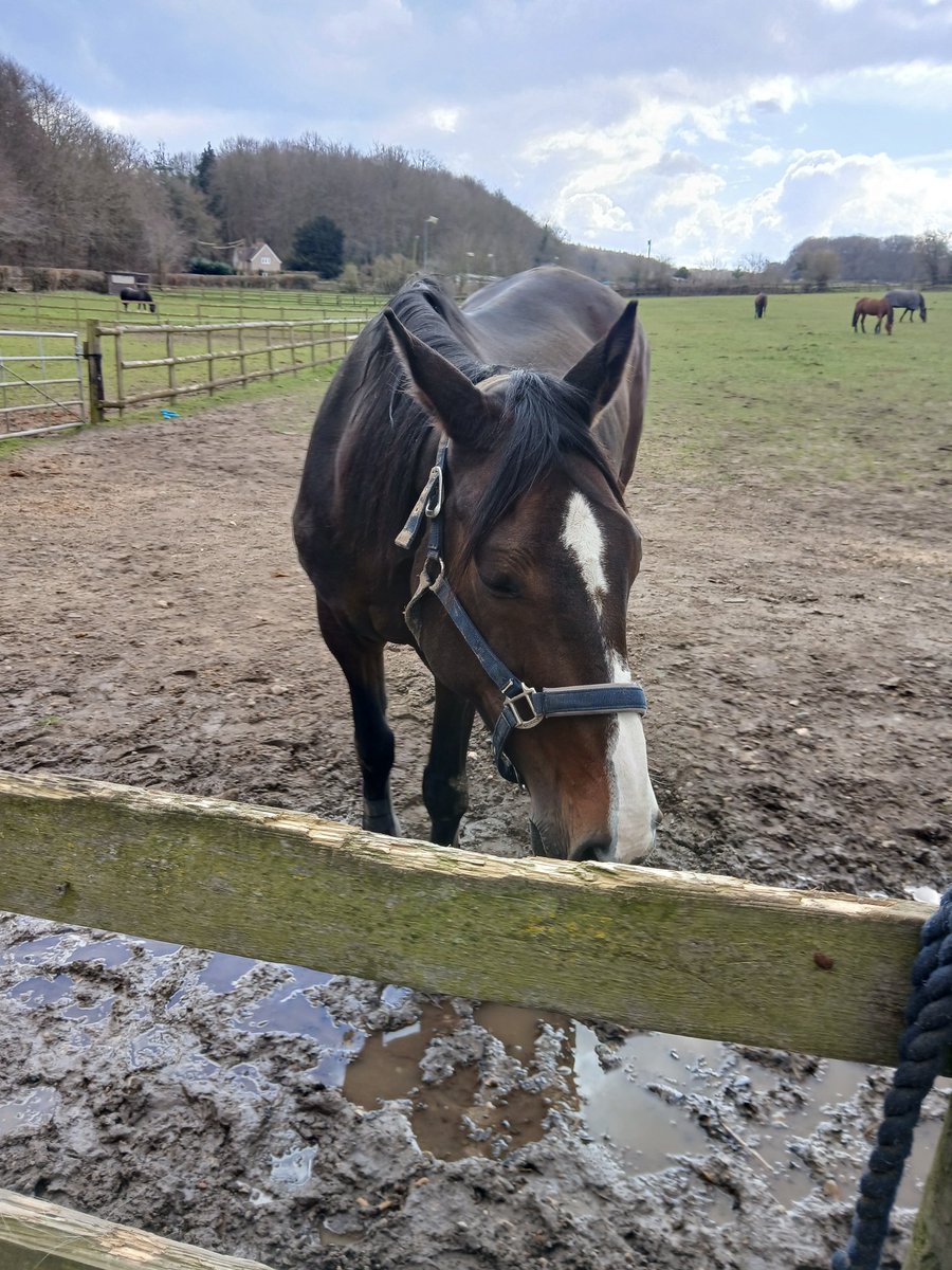 Charly (@blindseyeview) on Twitter photo Lily being a horse in a field with some friends before our lesson Lily being a horse in a field with some friends before our lesson