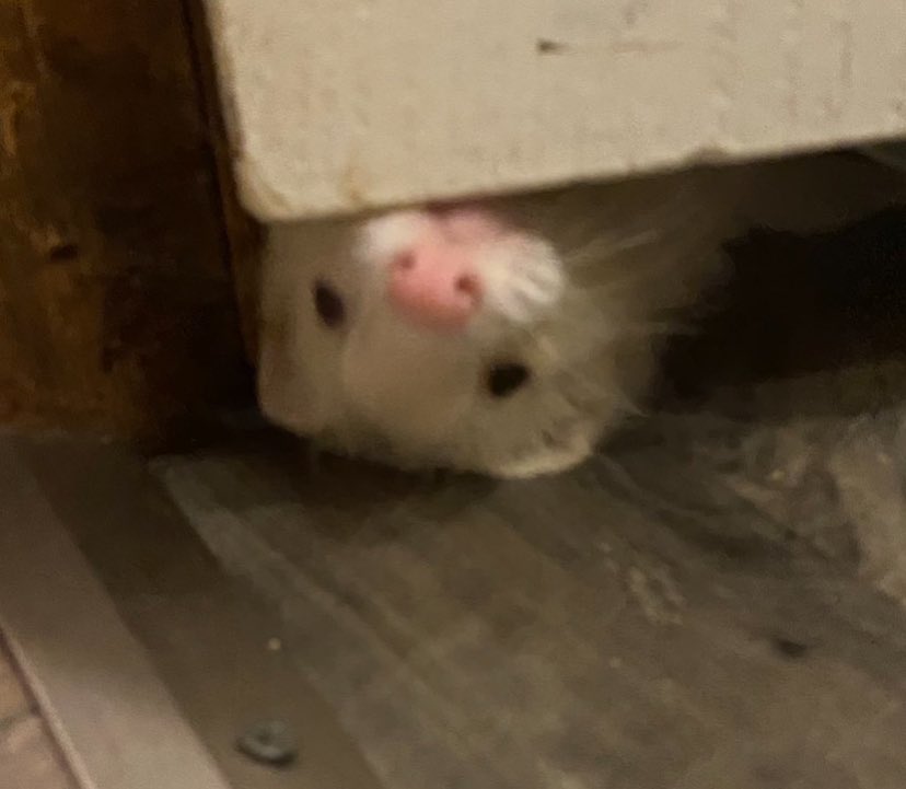 JackRebranded's tweet photo. Spaghetti layed down to rest forever about an hour after this tweet. He fought hard and strong but he knew it was time to go. He died in my arms, surrounded by people that loved him. Rest in peace my fluffy little cloud of joy, I will never forget you as long as I live https://t.co/PJdxinj5aa