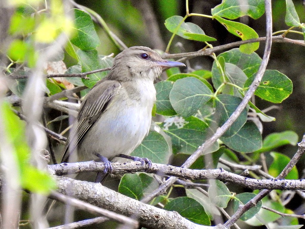 Black-whiskered Vireo showed well in the Cotubanamá National Park area 🇩🇴 #birding #dominicanrepublicbirding #birds #birdphotography #BirdsSeenIn2025