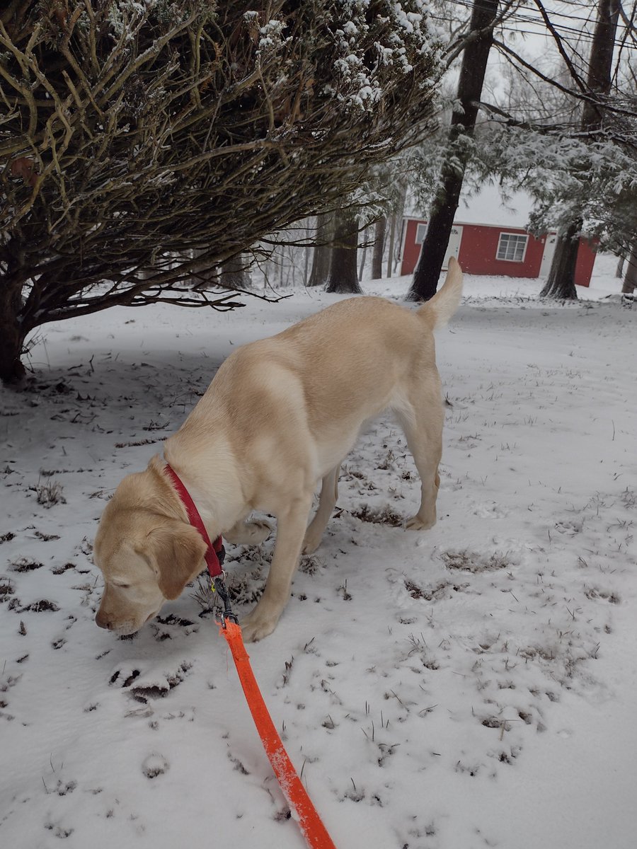 a few weeks ago, a snowy day hopefully heading to spring weather now, a few nice days are making Bug happy for spring!🌞🐶🐾