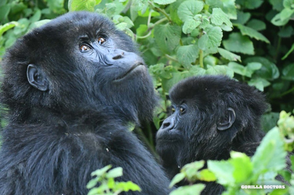 We are now on #BlueSky JOIN US THERE: bsky.app/profile/gorill…