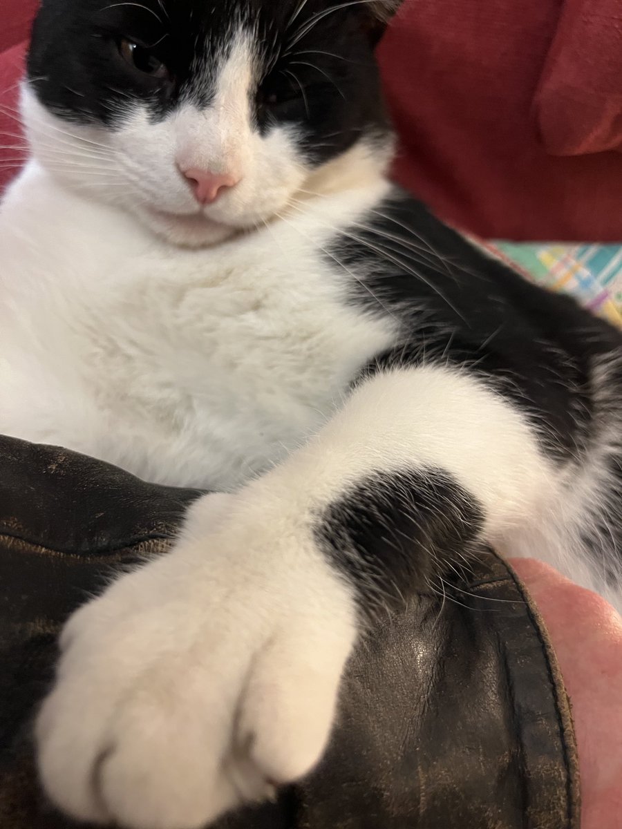 he is kneading the sleeve of my leather jacket ⁦<a href="/sjpat3/">Patricia Longfellow</a>⁩