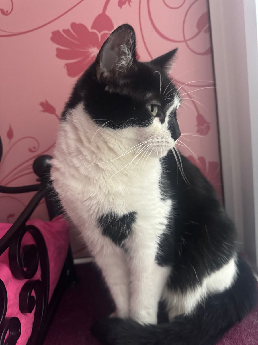 TheCatHotel's tweet image. "Great experience! We left out cat Tammy with Loria for the first time, and she came back relaxed and happy. Excellent service and professionally run."

longcroftcathotel.co.uk/hotel/cattery-…