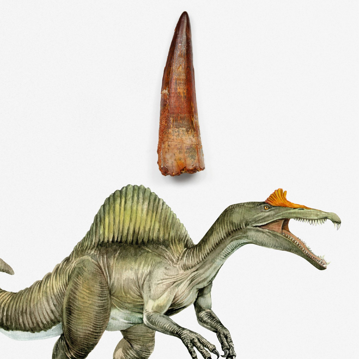 CuratedStudio tweet media