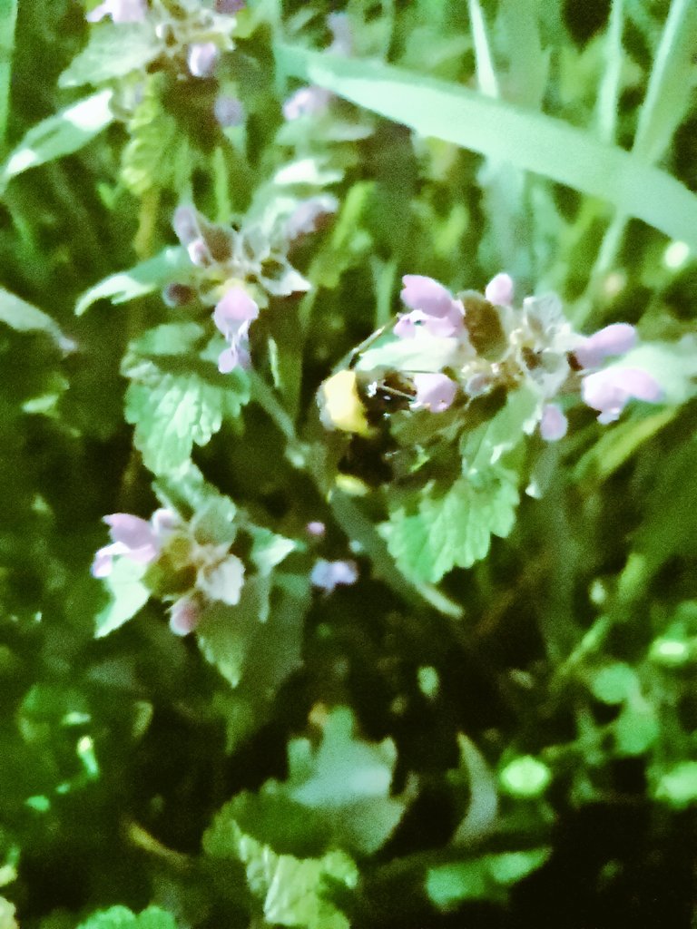 🐝🌿