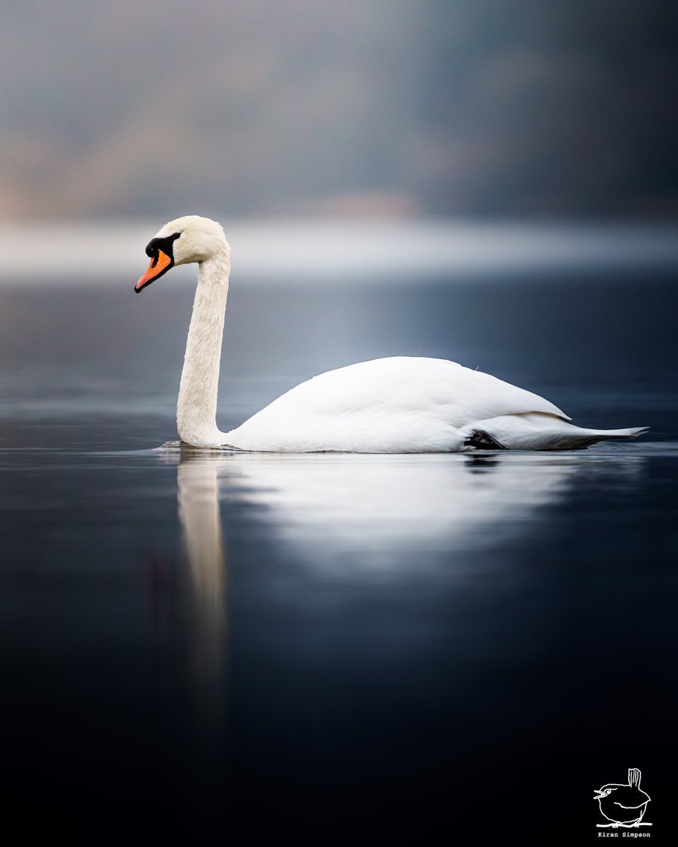 Kiran Simpson (@kiransimpson) on Twitter photo A picture of grace with this beautiful swan on calm waters.  π€π€©
Love days like these, so still and peaceful π A picture of grace with this beautiful swan on calm waters.  π€π€©
Love days like these, so still and peaceful π
