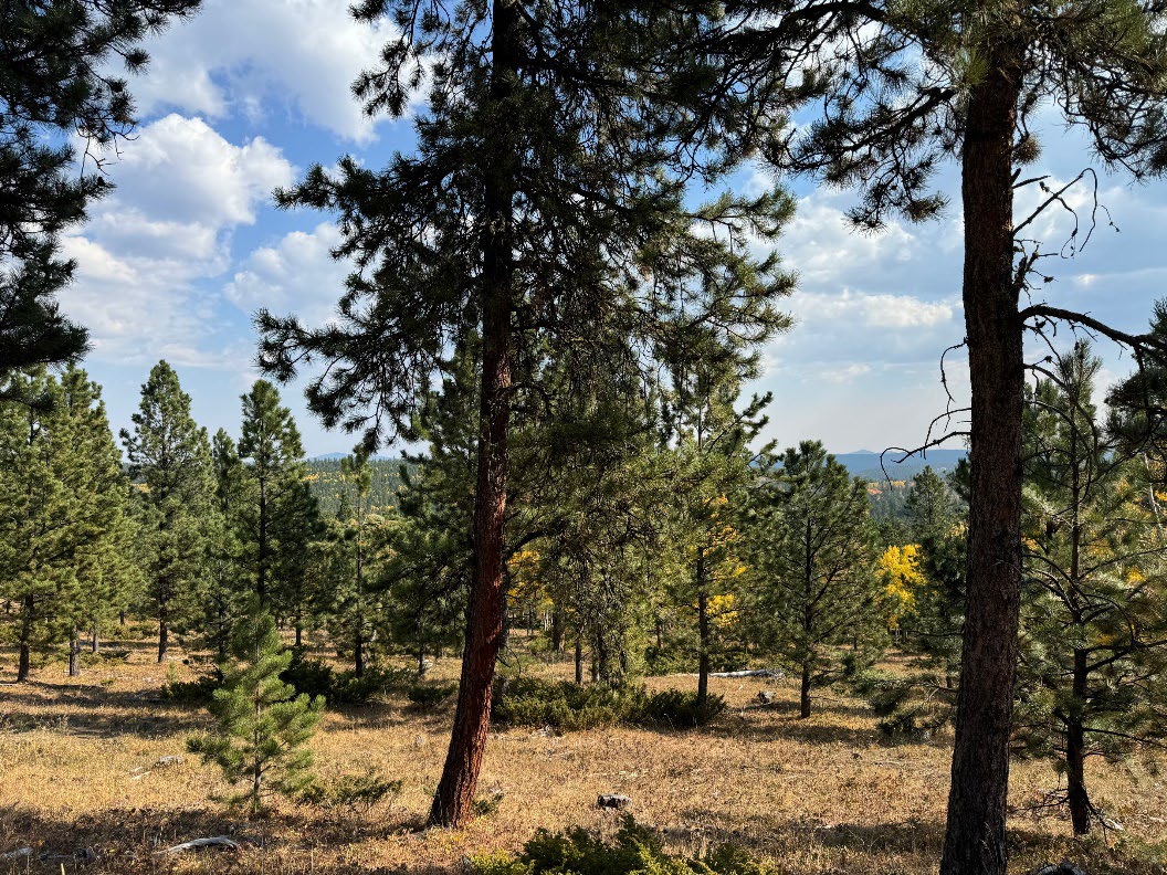 Public Comments Sought for Buffalo Forest Health  Project on the Northern Hills Ranger District fs.usda.gov/detail/blackhi…
