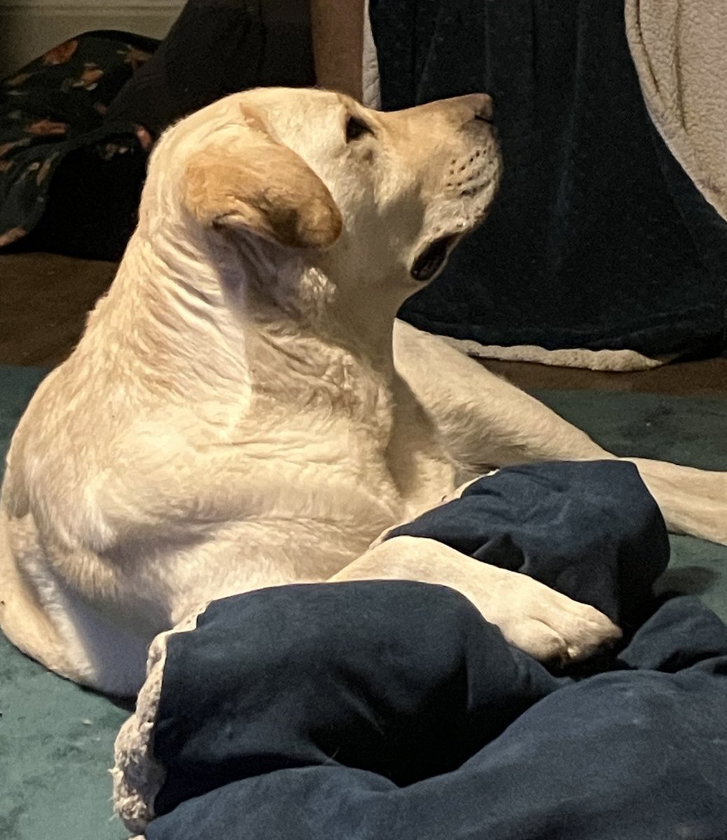 What does a good boy  waiting for birthday treats look like. 
🥳 I’M 4 TODAY- THE MAX IS 4🎉🎂🎁🎈