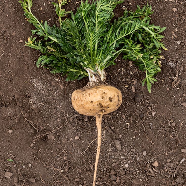 يستخدم أغلب الرجال اليوم الفياجرا لزيادة الرغبة الجنسية، ولكنها مؤقتة، ولها آثار جانبية.

إليك 9 بدائل طبيعية للفياجرا أنصحك باستخدامها لا حاجة إلى حبوب)

1. جذور الماكا