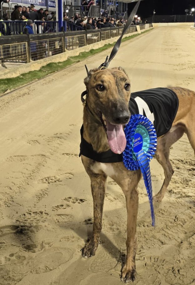 ✨Coral Golden Sprint (OR1) - 3rd Semi Final🔥

🌟Winner of Race 7 - Romford Friday 14th March 2025

🥇Trap 4 - ROANNA MAMBA

Trainer🏆- Michelle Brown (Towc)
Owner(s)🐾- Mr C.M.Donovan, Mr J.A.Walker

Congratulations to PAVILION TEAM who also makes it through to the £10,000