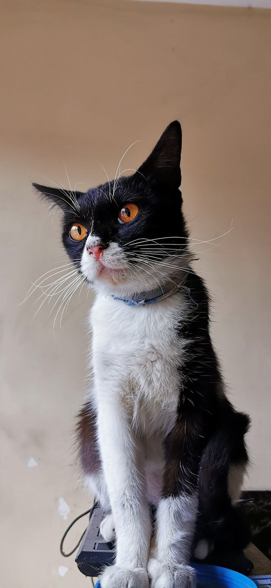 QUQU CRYPTO | GAMES (@ququgives) on Twitter photo I saw a cat with orange eyes. ๐ป๐ป I saw a cat with orange eyes. ๐ป๐ป