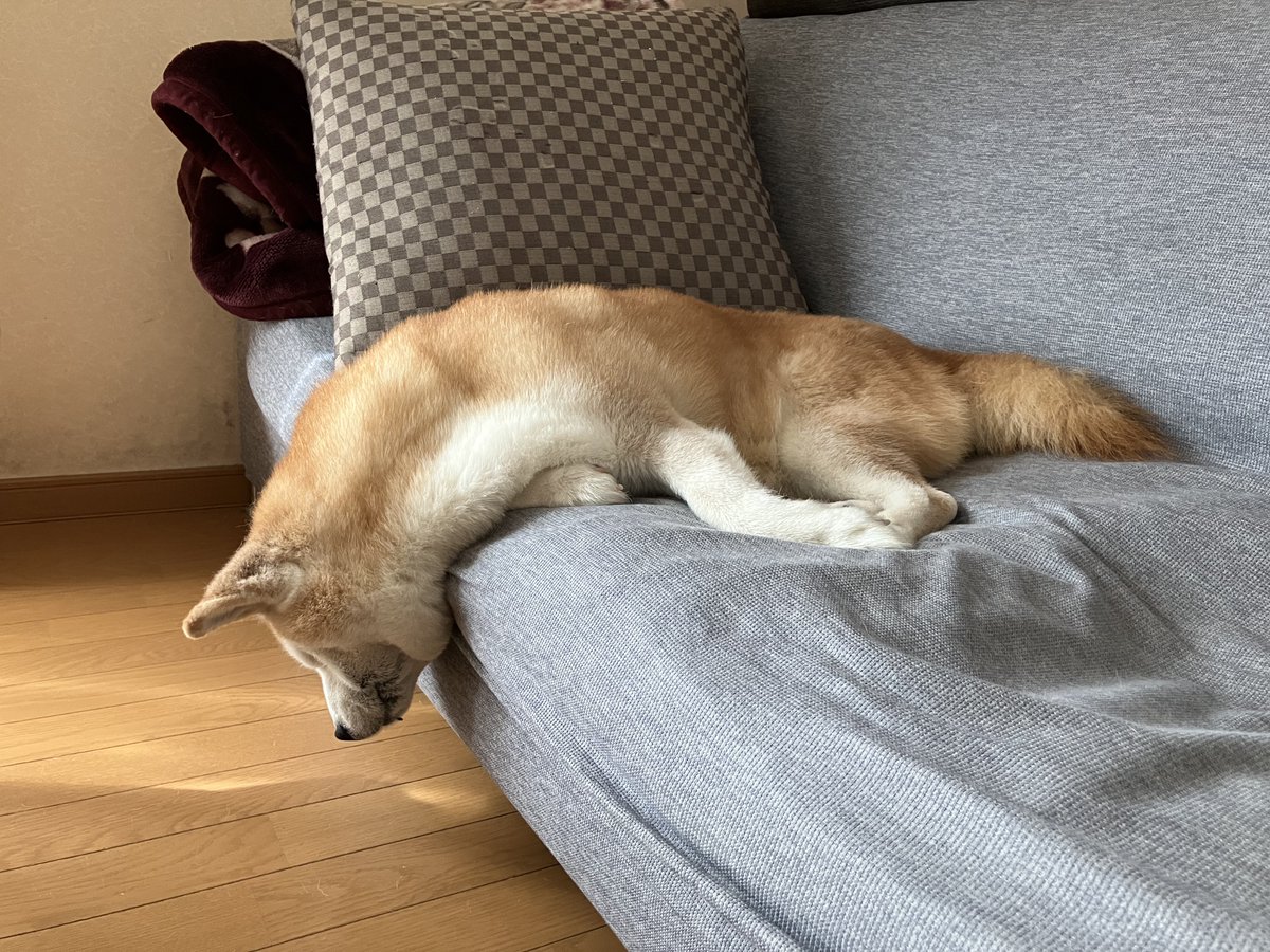 春の陽気にとろけるロペさん🫠
#柴犬を崇めよ #柴犬のいる暮らし