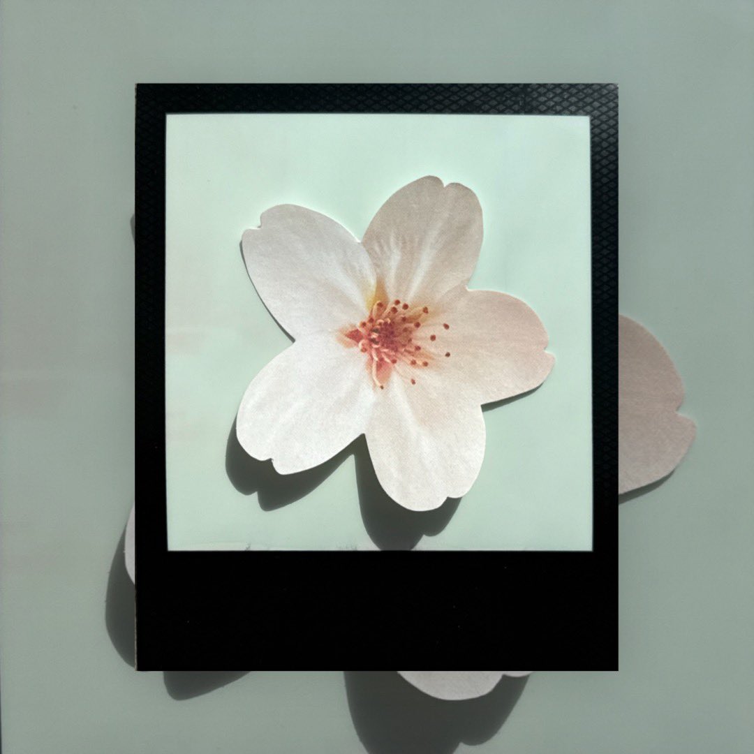 _1Zhang's tweet photo. #벚꽃동산
polaroid.. https://t.co/hVc4C92PG4