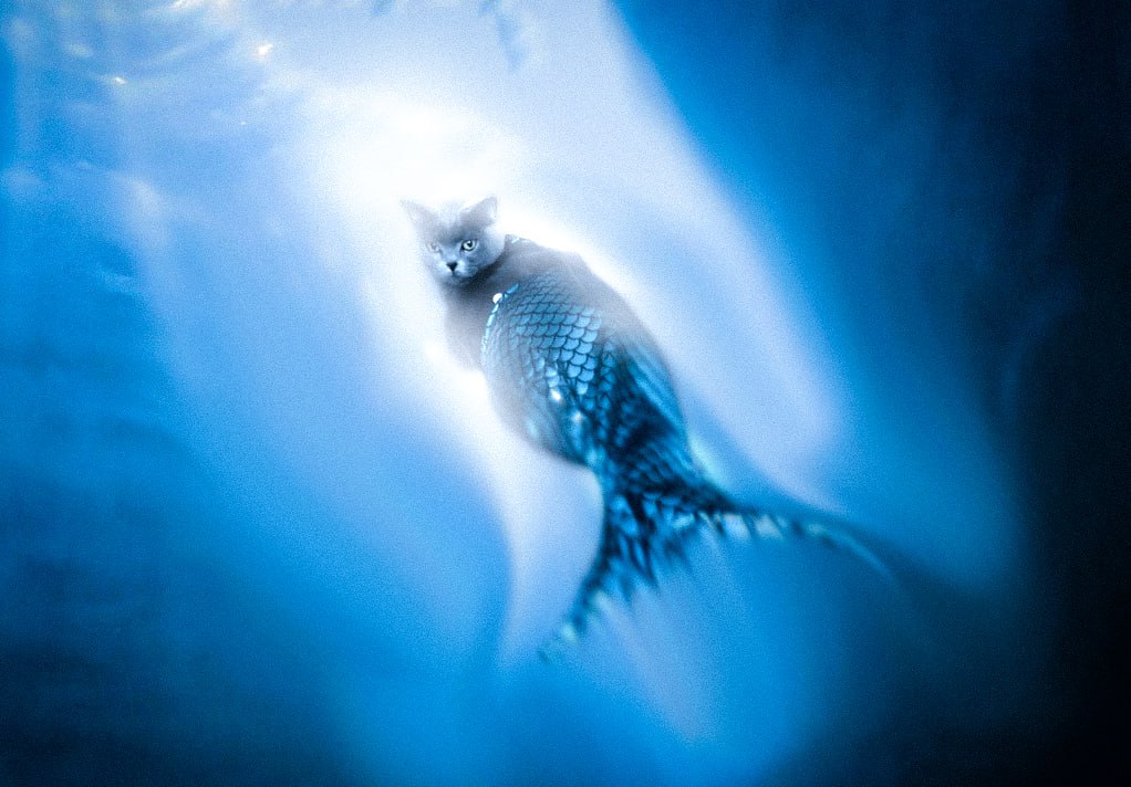 Mermaid_Cat_sol's tweet photo. LEGEND HAS IT… under the waves lives a creature of grace and sass. Behold #Smokey #Mermaidcat https://t.co/7P8tlp5KHt