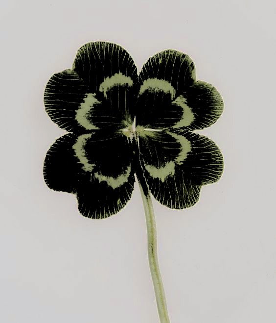 ᅠ ᅠ ᅠ ᅠ ᅠ ᅠ ּ࣪ clover. tweet media