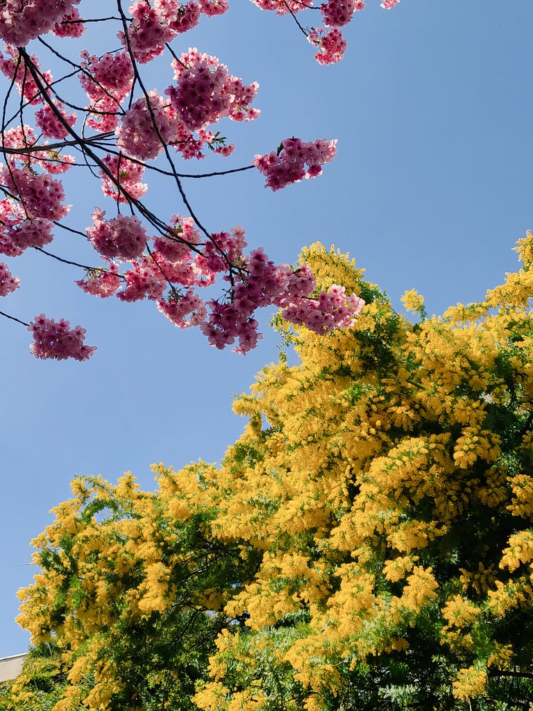 ISOJI_world's tweet photo. スズメのチュンちゃん達が桜の花と遊んでいました🎵
#2025蔵前神社 #3月14日
#東京台東区 #蔵前神社 #ミモザ
#早咲き桜 #ミモザと桜の共演 https://t.co/hYJdpcW4by