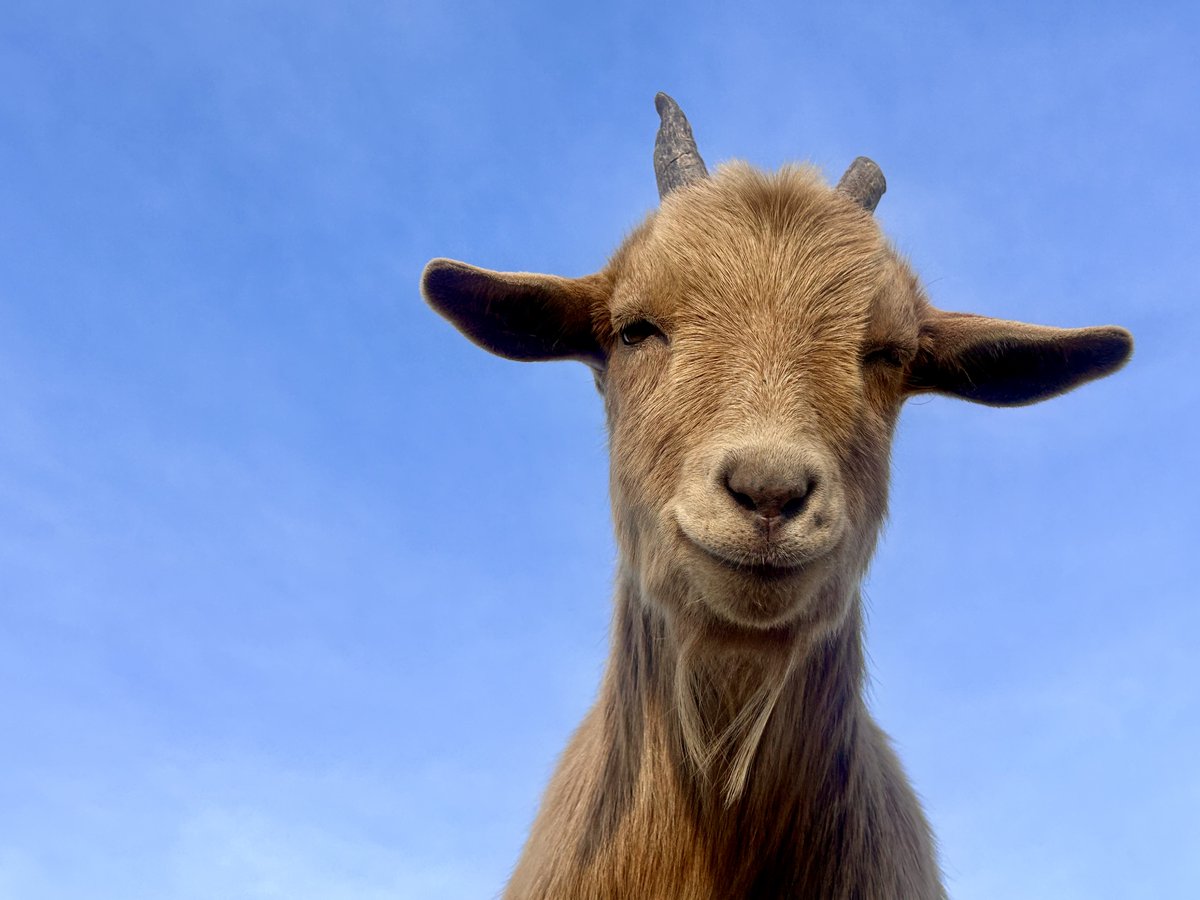 DamselHomestead's tweet photo. this is george.  he'll be one in a week or so.   he smiles a lot.  that's his frolicking mate clarence. https://t.co/4mDPmnfRXM