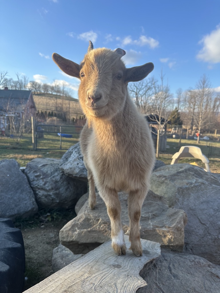 DamselHomestead's tweet photo. this is george.  he'll be one in a week or so.   he smiles a lot.  that's his frolicking mate clarence. https://t.co/4mDPmnfRXM