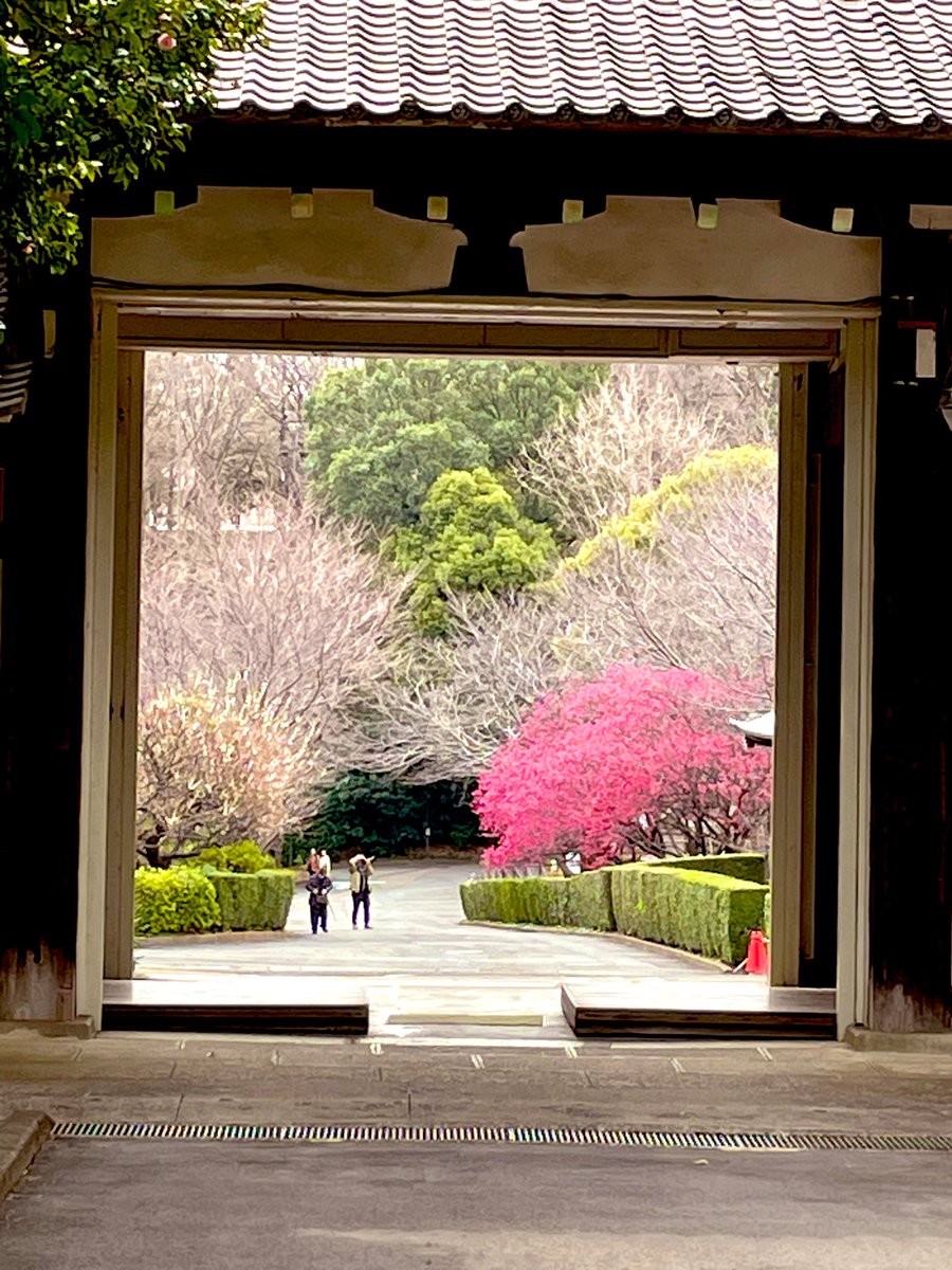 先週もうすこしだった寒緋桜です🌸