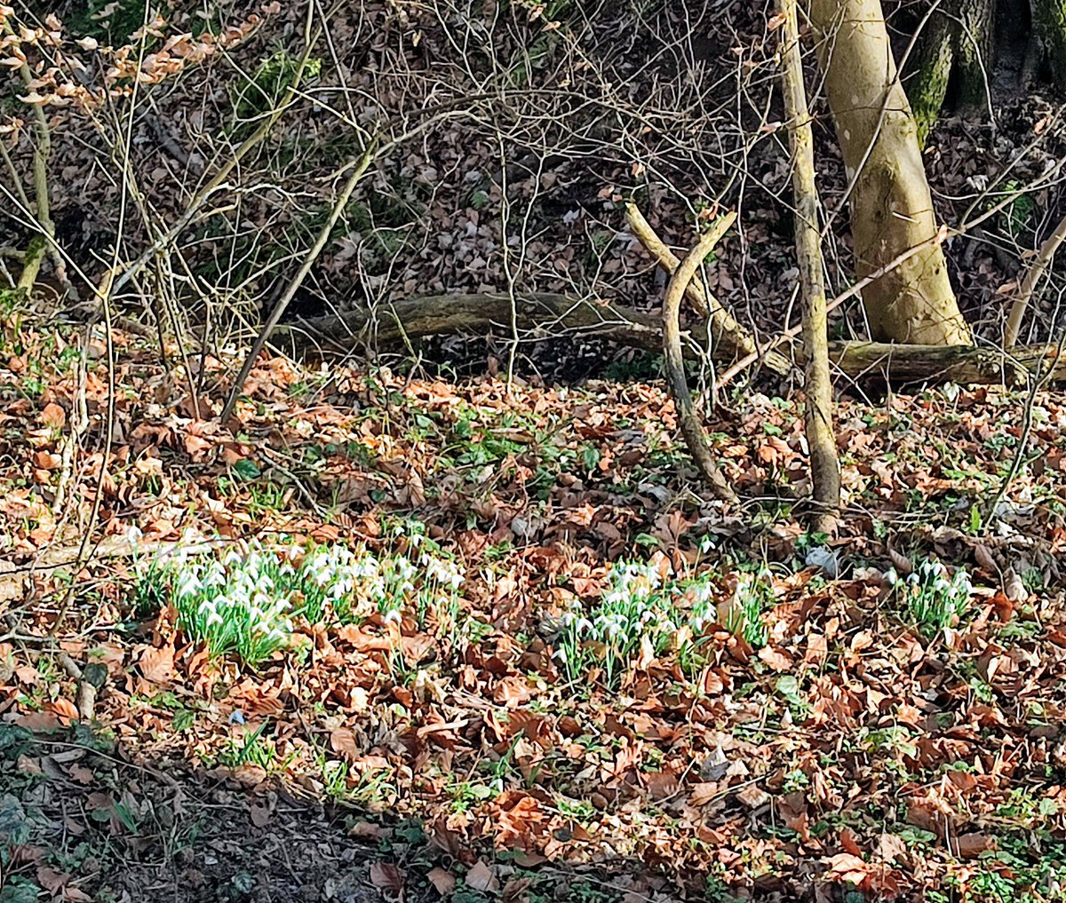Und BÄM!: von Winter auf Frühjahr in 0 Sekunden.
Die Sonne strahlt durch den Märzenwald und der Nachwuchs darf mit auf die Weide.
#vorbeigewandert
#durchgewandert