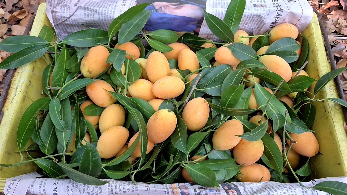 OnlyLoveYul's tweet photo. วันเสาร์ของเรา🍊 https://t.co/wUnKmwaBb1