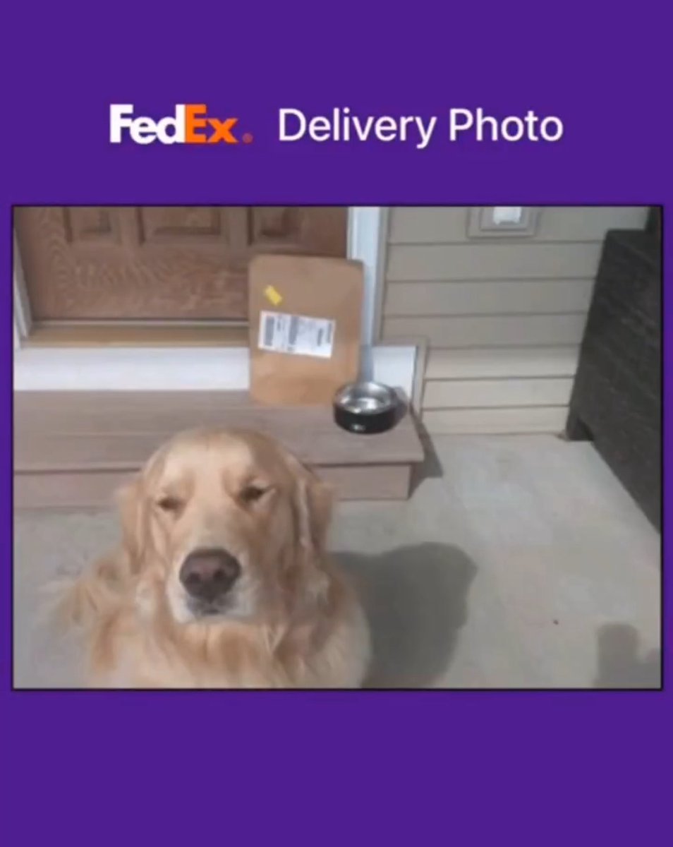 BestDogContent's tweet photo. @Yoda4ever This delivery confirmation photo is just a hostage situation but wholesome 😭 https://t.co/bXyiX7adv6