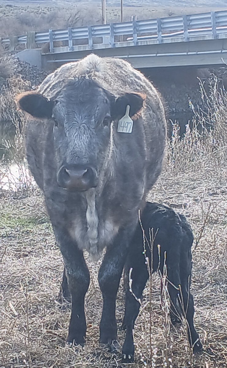 TheDailyCowman's tweet photo. In honor of the US Senate Democrats and their very big but very collapsible tent with their vote today π€£π€£π€£
here are some
#SpringCalving2025 pics
#TheWorldIsMyAmusementPark https://t.co/EhRXCRYva3