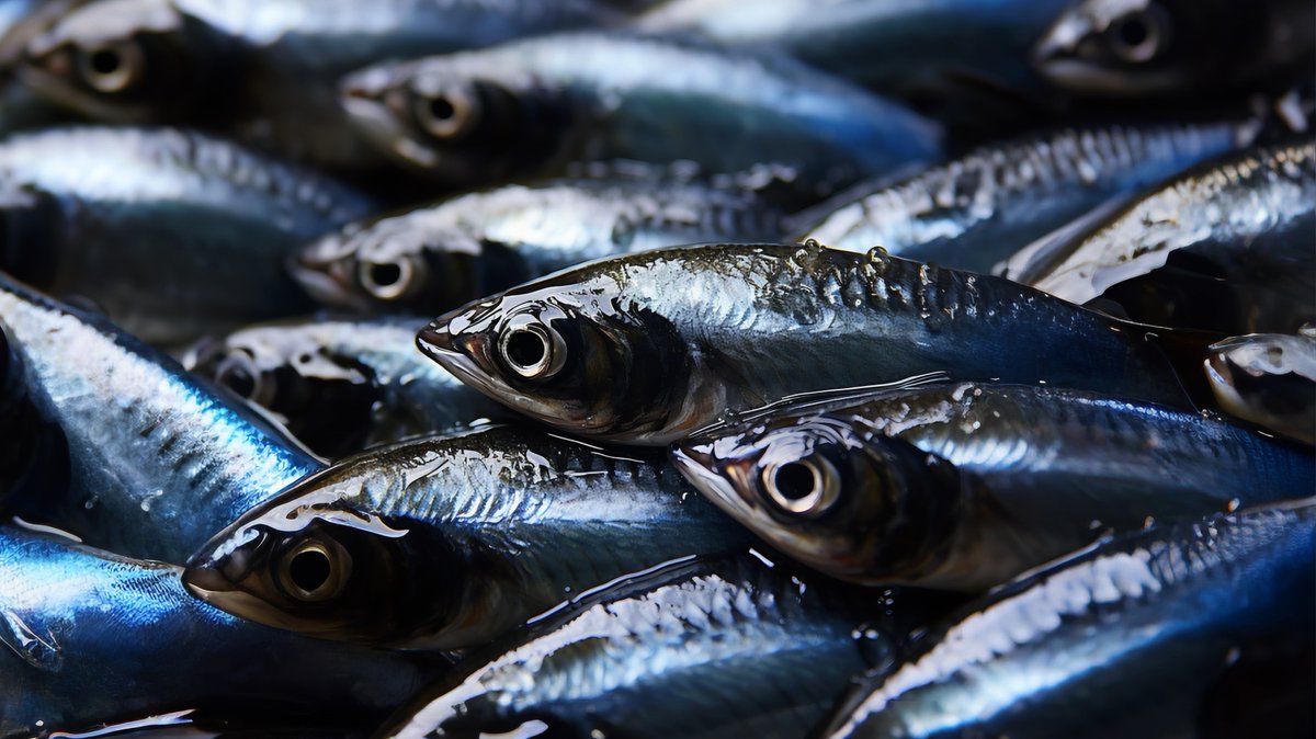 #JobAlert Coastal Nations Commercial Fishing is hiring its first-ever General Manager! A unique role that will manage, administer and support the development of key aspects of the business. Full job description here: …6-4006-862a-15cf87f088f6.usrfiles.com/ugd/ecf7ad_840…
