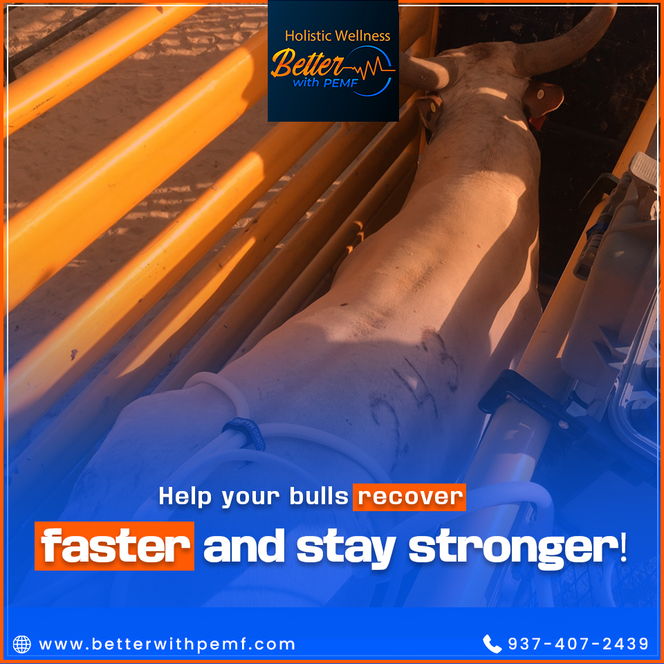 BetterWithPEMF's tweet photo. Whether from an injury, competition, or daily work, bulls benefit from PEMF therapy to speed up recovery and maintain peak performance.
.

#BullRecovery #PEMFforLivestock #PainRelief #FarmHealth #BetterWithPEMF https://t.co/tIuxDeD8CB