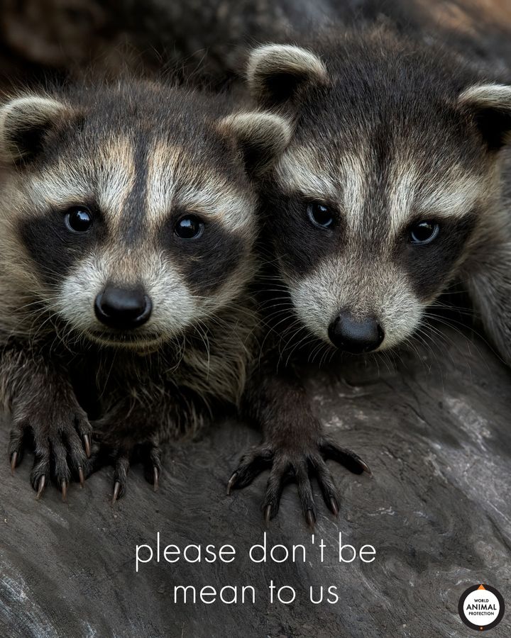 MoveTheWorldUS's tweet photo. Be kind to the animals in your neighborhoods. 🦝🧡 https://t.co/orwVVTSHUA