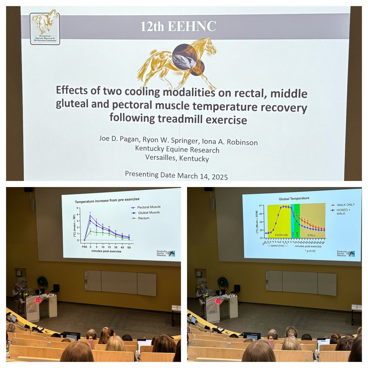 kyequine's tweet photo. This week KER was represented at the 12th European Equine Health and Nutrition Congress in Utrecht, the Netherlands! 

Dr. Joe Pagan presented "Effects of Two Cooling Modalities on Rectal, Middle Gluteal and Pectoral Muscle Temperature Recovery Following Treadmill Exercise." https://t.co/8EQmNW51dK