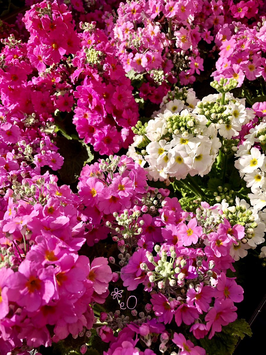 eO48544649's tweet photo. おはようございます☁️
本日もよろしくお願いします🌸
Good morning❣️
Have a happy Saturday. ☕️🍩
#JapanesePrimrose #TLを花でいっぱいにしよう #photo #サクラソウ #桜草 #flowerphotography #キリトリセカイ  #goodmorning #花 #おはよう #flower #ピンクの花 #白い花 https://t.co/ekZkBCjZgF