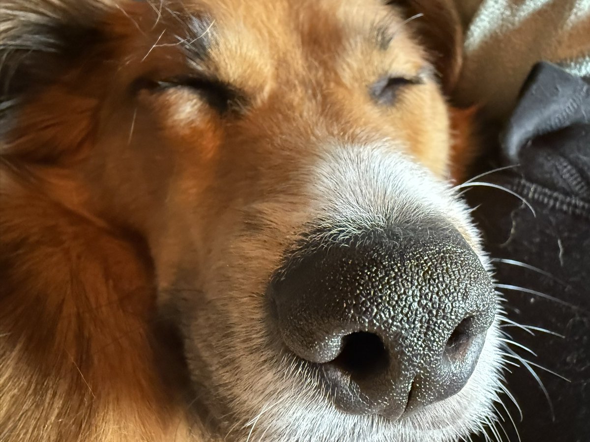The absolute pleasure of a tired sleeping dog.