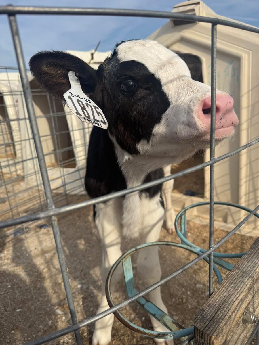 COSMOSIndiana's tweet photo. 🐷 Ag in Action! 🐄

Shoals students raised $2,000 for Martin County Humane Society with their Adopt-a-Pig fundraiser. Meanwhile, 7th &amp; 8th grade students at 
@Orleans_Schools
 toured Lindeaur Dairy Farm, learning how 500 cows supply Prairie Farms milk

#AgInAction #FutureFarmers https://t.co/PWKaoMPz6C