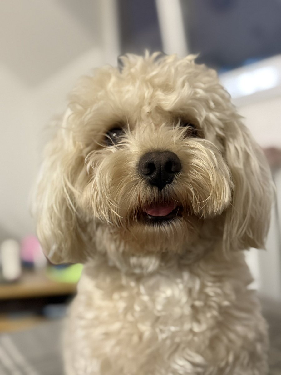 Benocoin25's tweet photo. Soon, I’ll be the most famous dog in crypto! 🐶🚀 

#BenoCoin #FluffyInvestor #MemeCoin #Crypto #Solana #DegenLife #Moonshot https://t.co/bYq6fLtDln