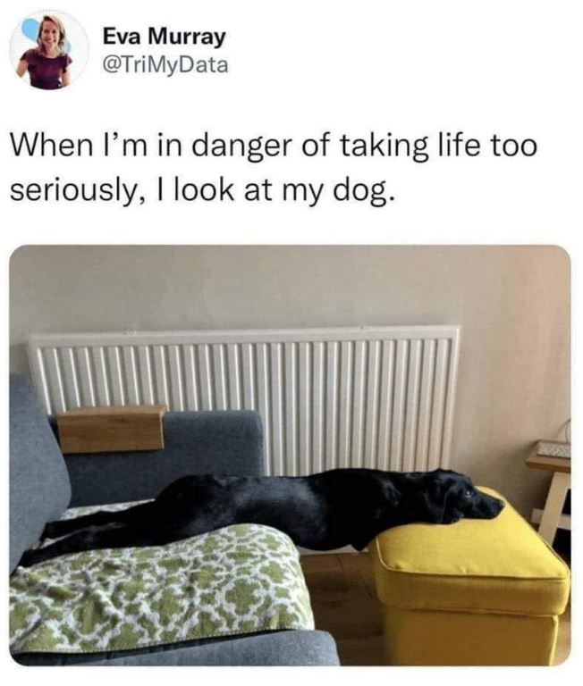 dogs knows how to relax