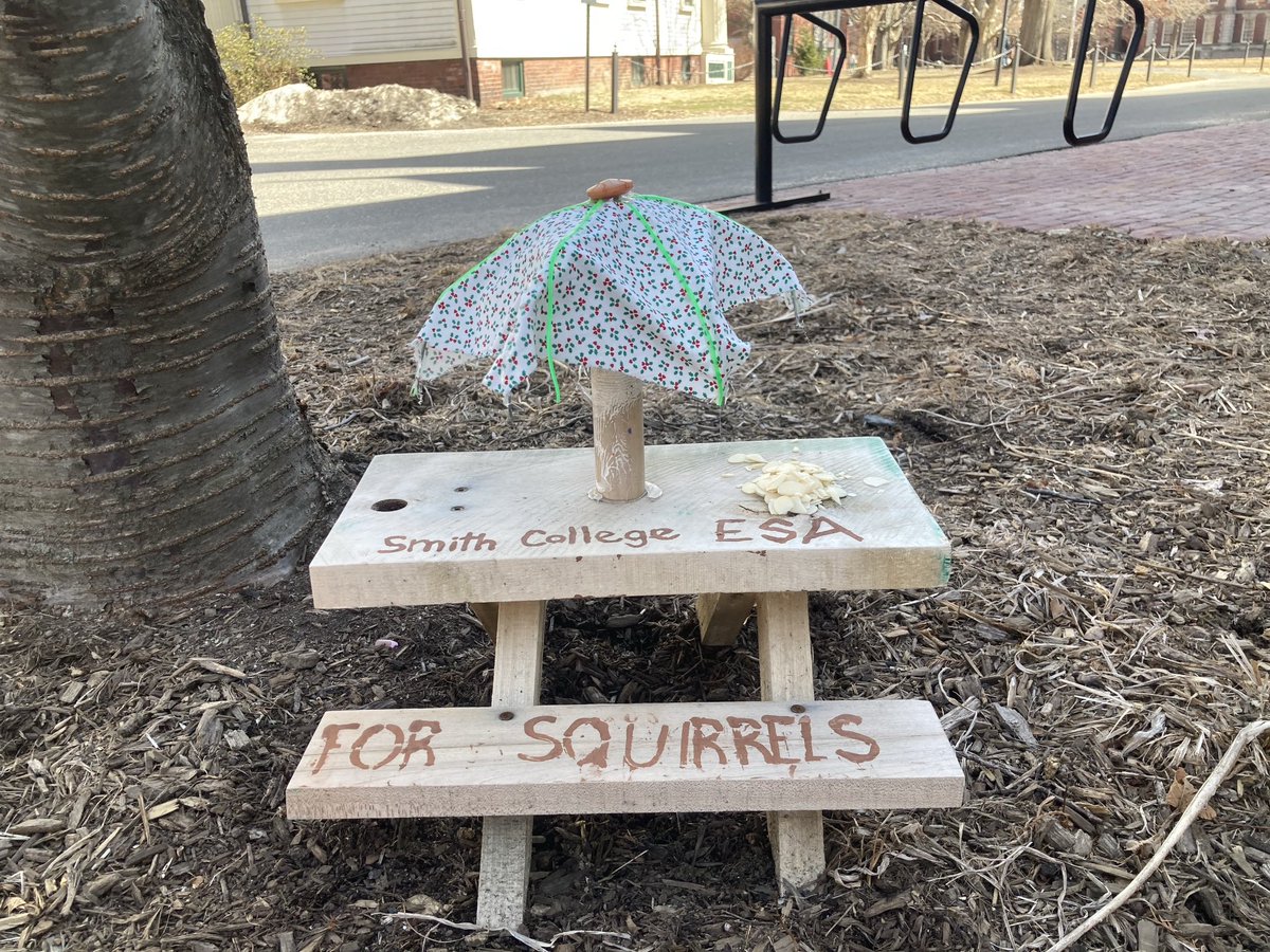 File under only in Northampton or at Smith. We have the Tesla with critical comments on Musk and the miniature picnic table for squirrels on our campus with food.