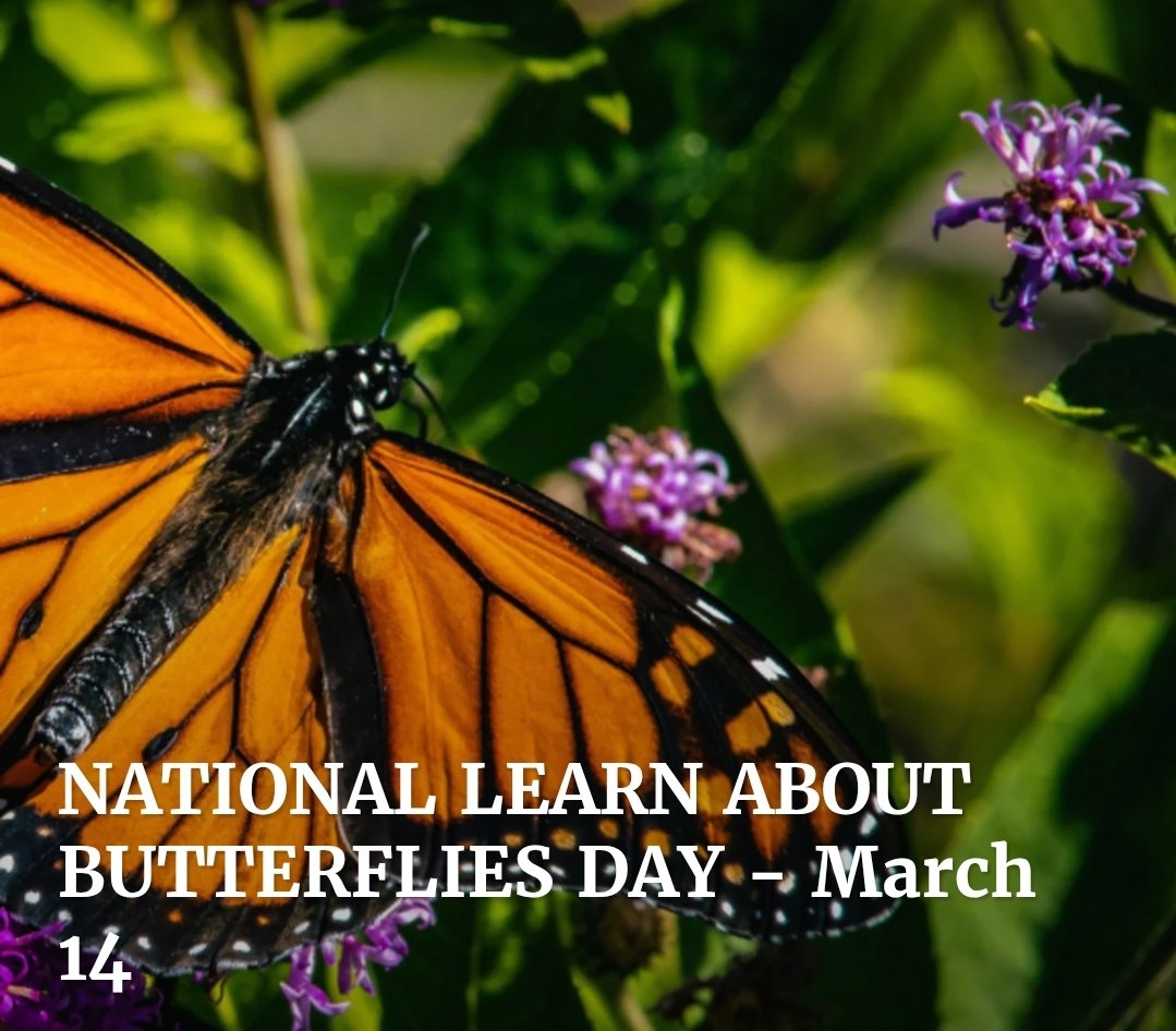 evansbugman's tweet photo. National Learn about butterflies day! We love butterflies! We love them so much we actually raise them for release, and are members of the international Butterfly breeders association 🦋😊 https://t.co/dikhkJYGJC
