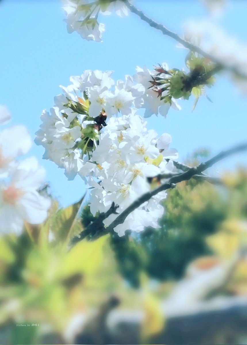 poemu_man's tweet photo. この画像を使った詩など創作物をゆる募☆引用リポストして頂けると見つけやすくて助かります☆画像への文字入れ加工はご自由になさって下さい☆
#ゆる募  #綿帽子のキリトリ世界 https://t.co/k4UDisURnx