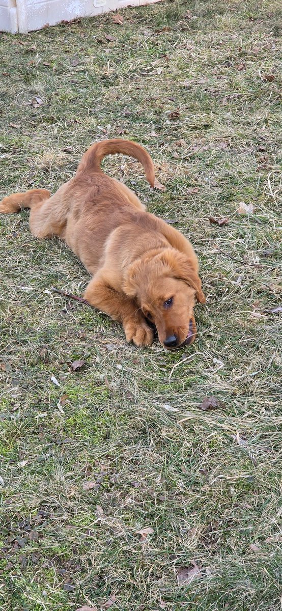 January to March 🐕