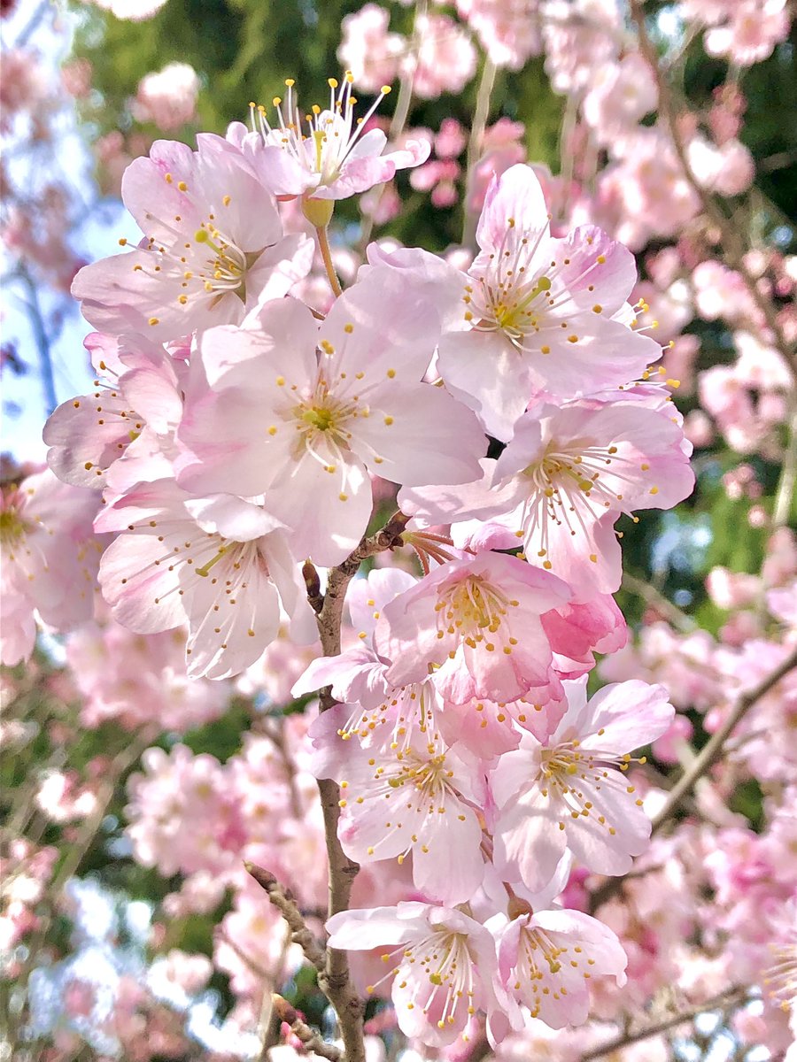 桜 ばねアート 桜 さくら ワイヤーフォーミング | 大阪の葵