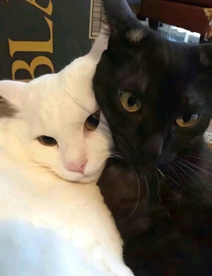 Black cats are not bad luck tweet media