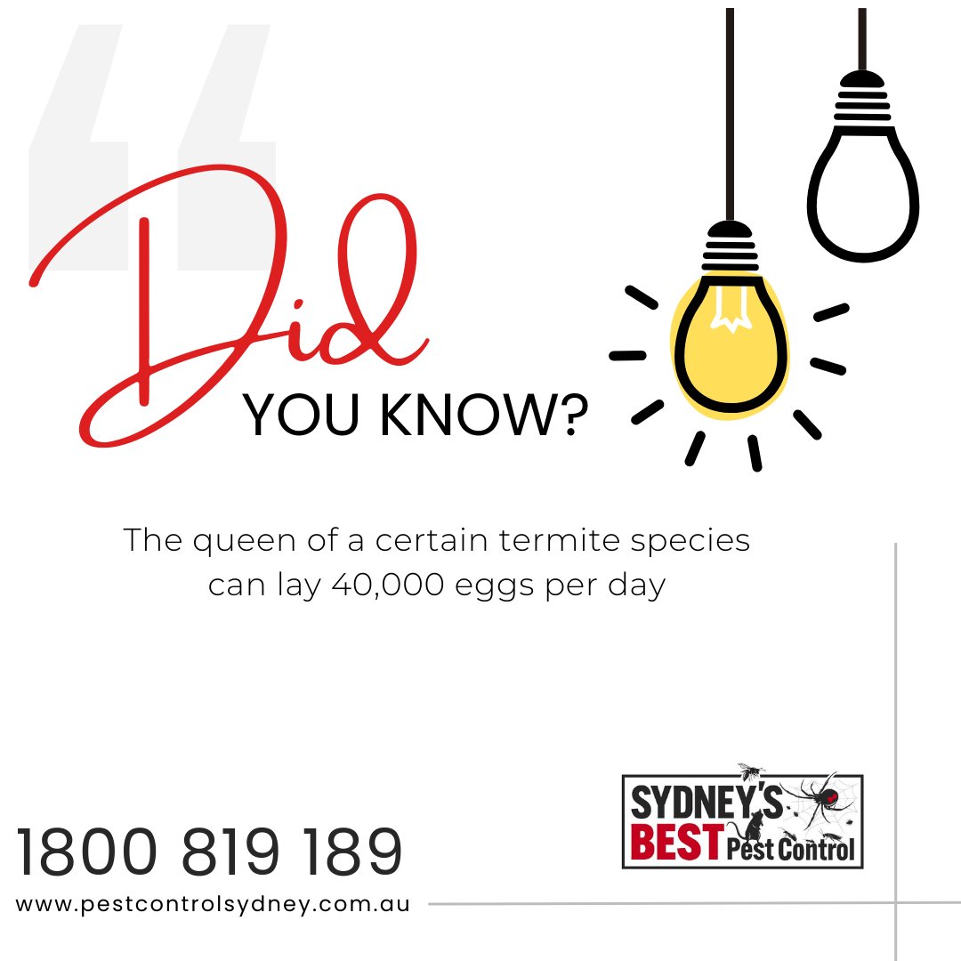 sbpestcontrol's tweet image. Did you know...

Contact us for a FREE Quote

Phone: 1800 819 189

Website: bit.ly/3DisFra  

#pestcontrol #pestcontrolsydney #sydneypestcontrol #rats #mice #ants #bedbugs #spiders #huntsman #ticks #bugs #insects #beetles #wasps #bees #home #pestfree #outdoor #indoor ...