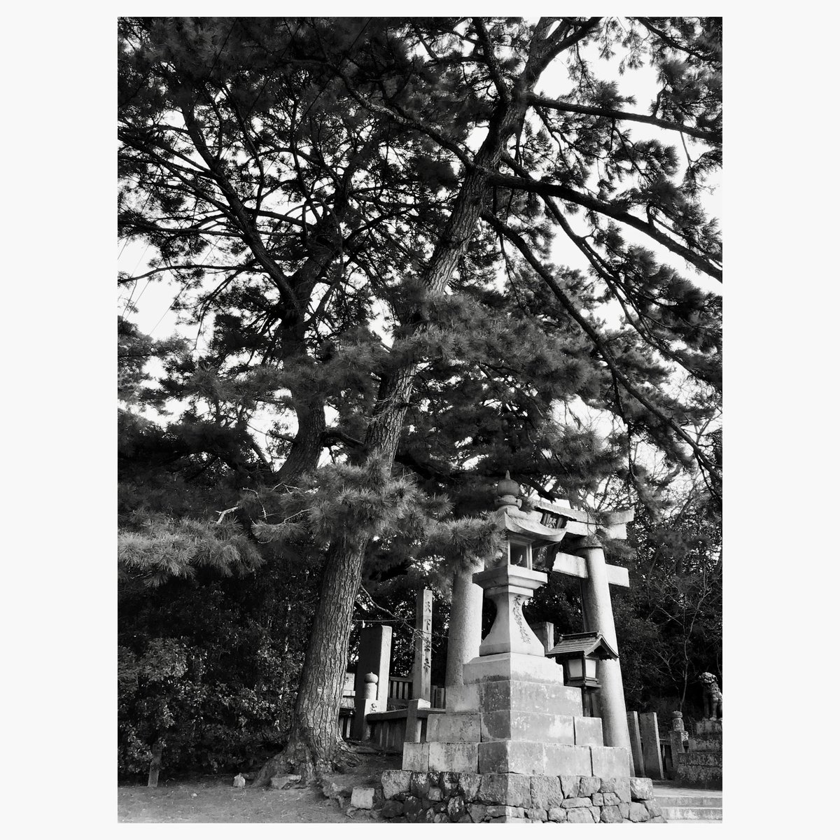 gorotsuki_dai's tweet photo. 琴弾八幡宮

#shrine #deepjapan #monochrome https://t.co/ul8pqBXurE