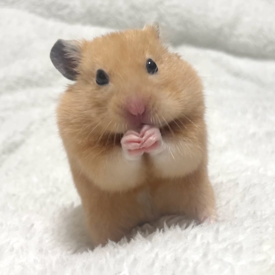Chia_Taki's tweet photo. ナゲットくんと豆苗ゲーム(ポッキーゲーム風)する人ー🙋‍♀️🙋‍♀️🙋‍♀️ https://t.co/GUfVFrIqnb